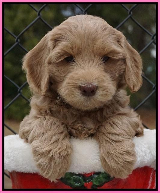 Cherie Flicker Reecey pups 6 wks old61