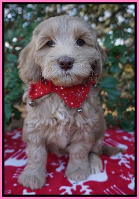 Cherie Flicker Reecey pups 7 wks old 41