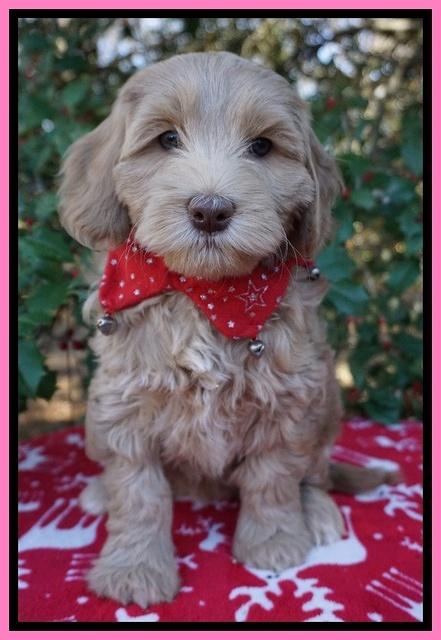 Cherie Flicker Reecey pups 7 wks old 61