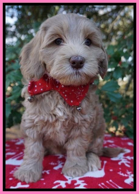 Cherie Flicker Reecey pups 7 wks old 71