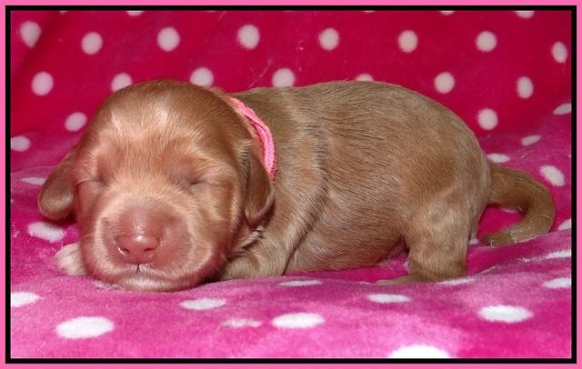 Cherie Flicker pups 1 wk old 51