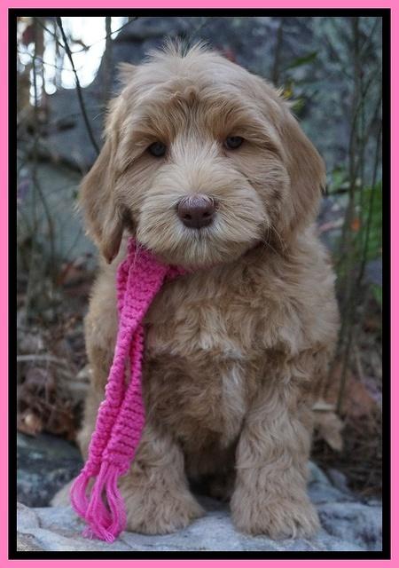 Cherie Flicker pups 8 wks old 261