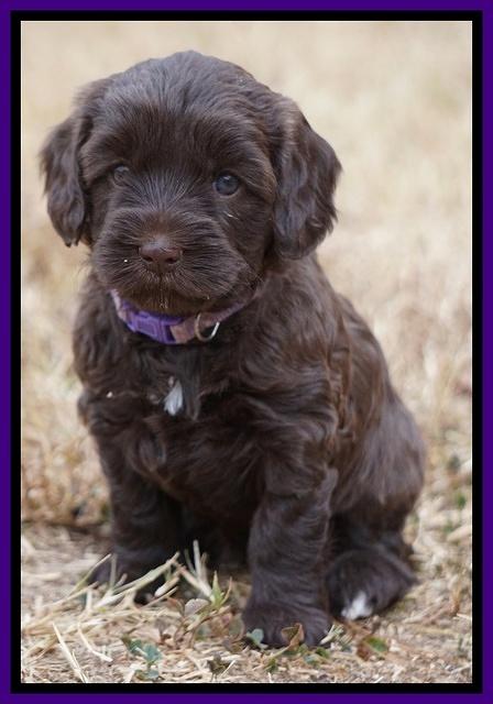 Cherie Ficker Reecey pups 5 wks old 101