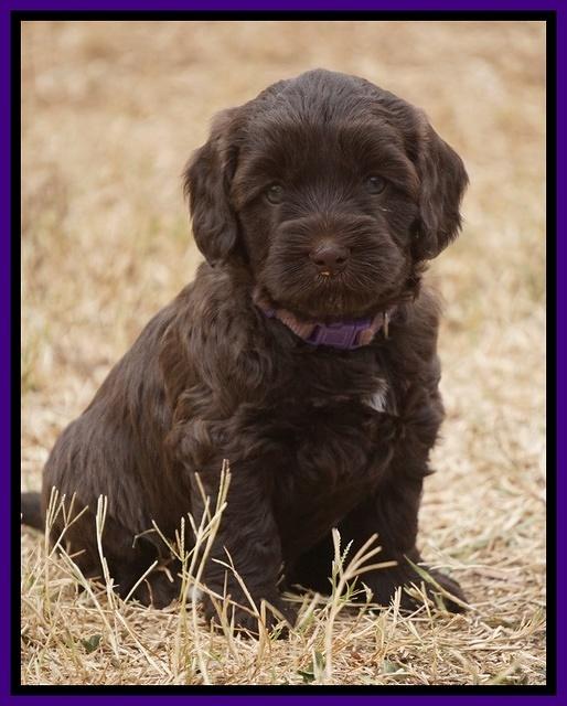 Cherie Ficker Reecey pups 5 wks old 111