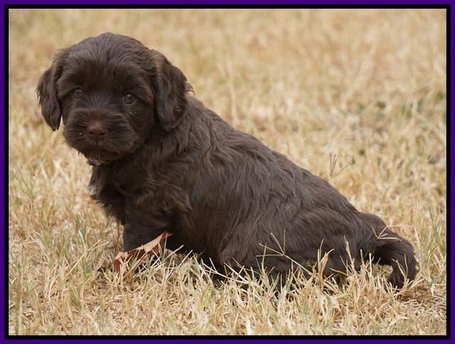 Cherie Ficker Reecey pups 5 wks old 91