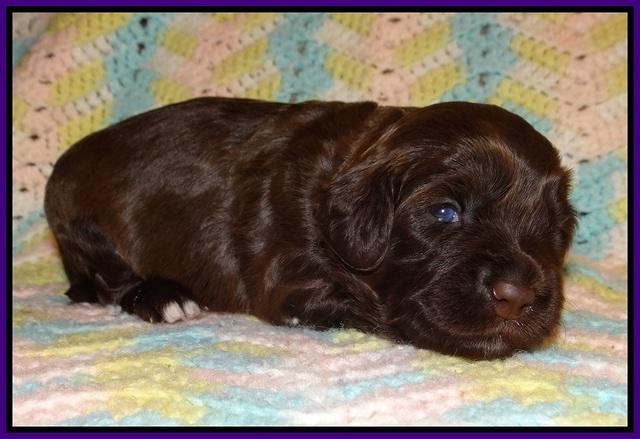 Cherie Flicker Reecey pups 2 wks old 61