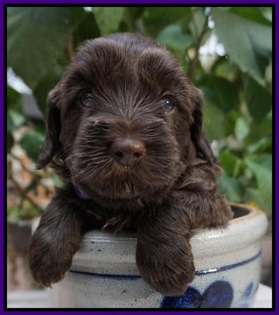 Cherie Flicker Reecey pups 4 wks old 91