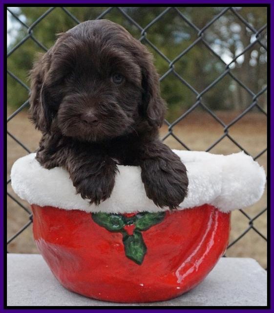 Cherie Flicker Reecey pups 6 wks old101