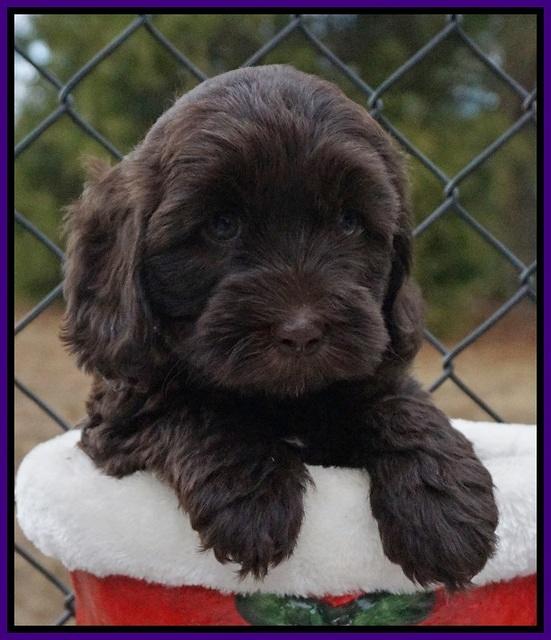 Cherie Flicker Reecey pups 6 wks old111