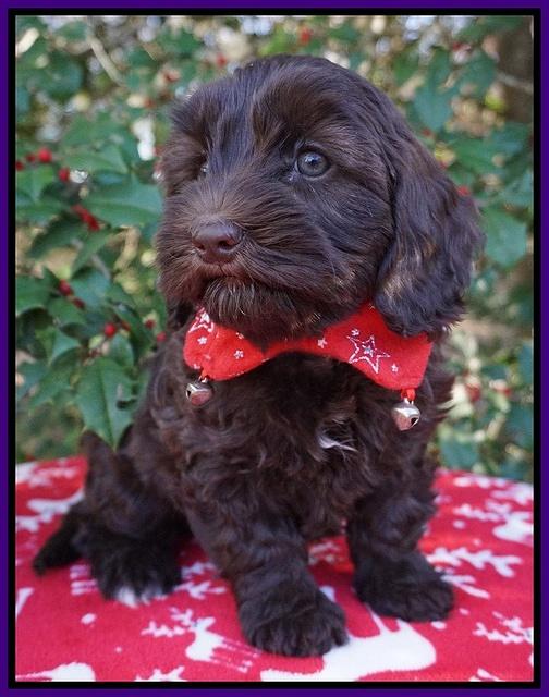 Cherie Flicker Reecey pups 7 wks old 111