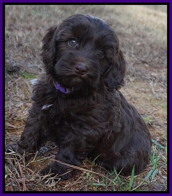Cherie Flicker Reecey pups 7 wks old 141