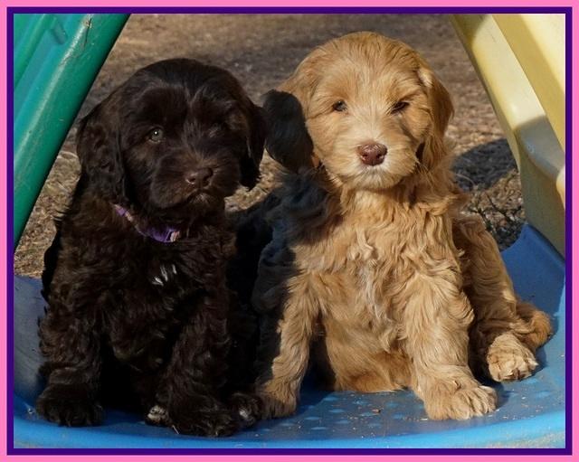 Cherie Flicker Reecey pups 7 wks old 91