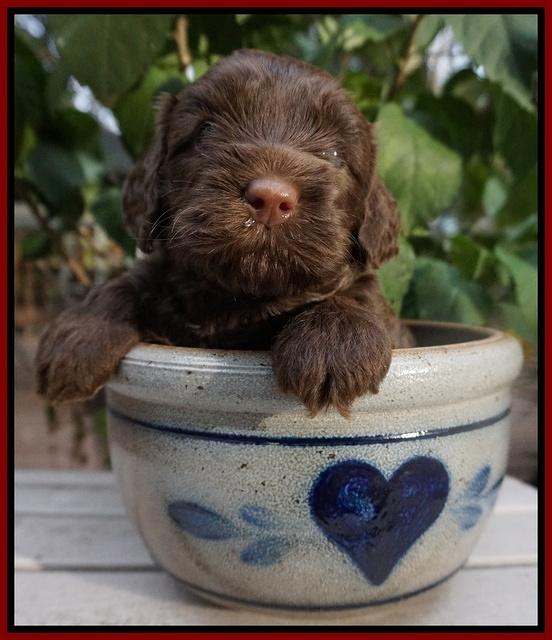 Cherie Flicker Reecey pups 4 wks old 131