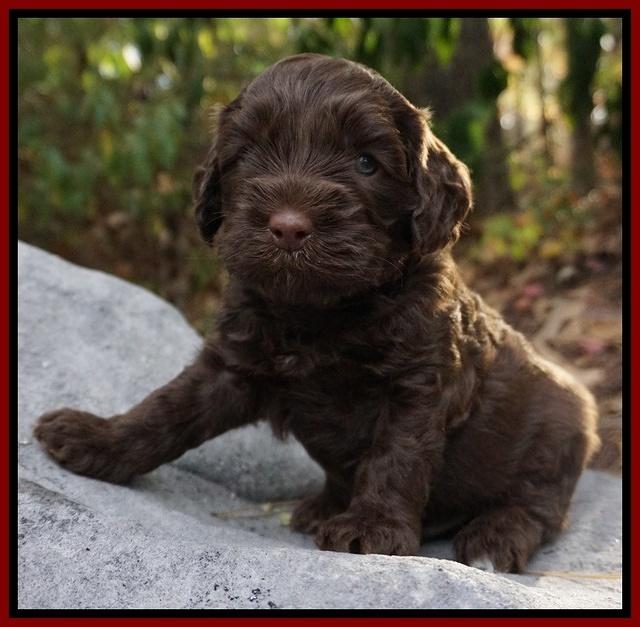 Cherie Flicker Reecey pups 4 wks old 171
