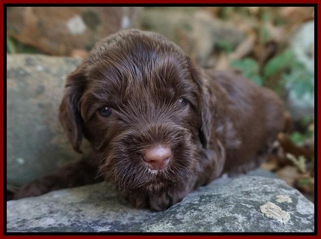 Cherie Flicker pups 3 wks old 51