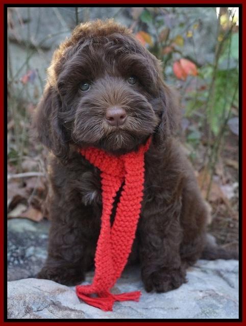 Cherie Flicker pups 8 wks old 141