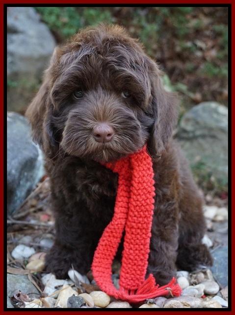 Cherie Flicker pups 8 wks old 171