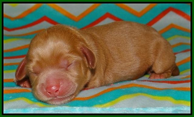 Cherie Flicker Reecey newborn 91