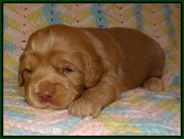 Cherie Flicker Reecey pups 2 wks old 101