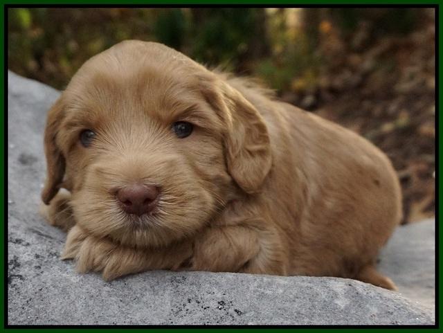 Cherie Flicker Reecey pups 4 wks old 201