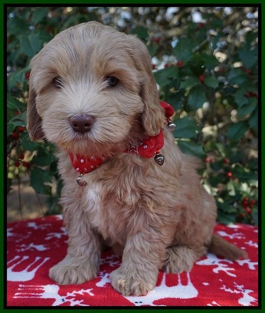 Cherie Flicker Reecey pups 7 wks old 211