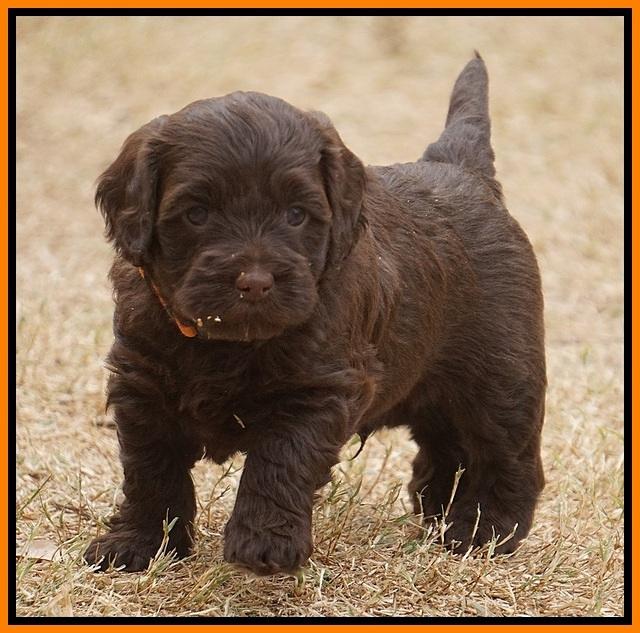 Cherie Ficker Reecey pups 5 wks old 221