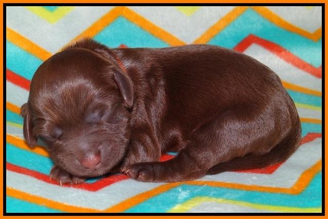 Cherie Flicker Reecey newborn 101