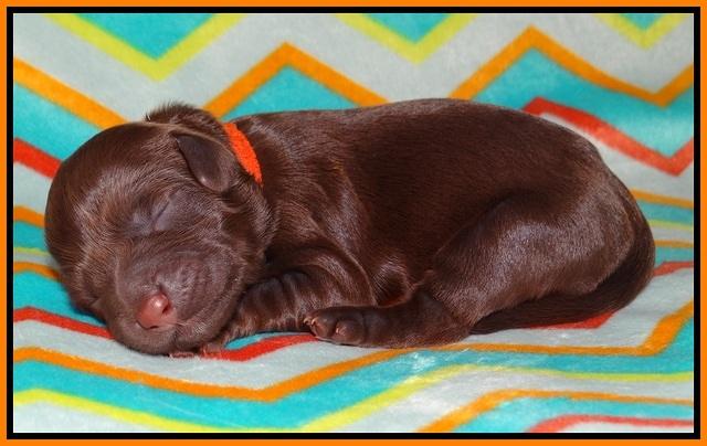 Cherie Flicker Reecey newborn 111