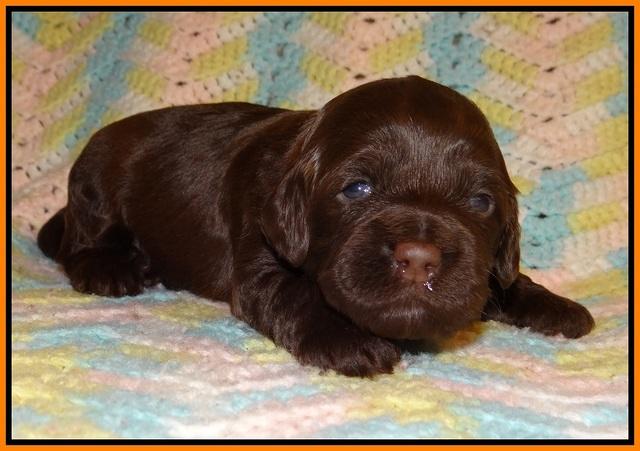 Cherie Flicker Reecey pups 2 wks old 111