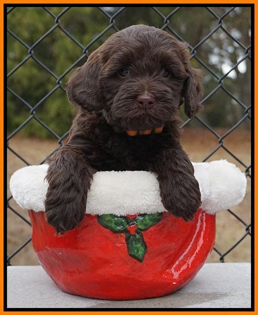 Cherie Flicker Reecey pups 6 wks old191