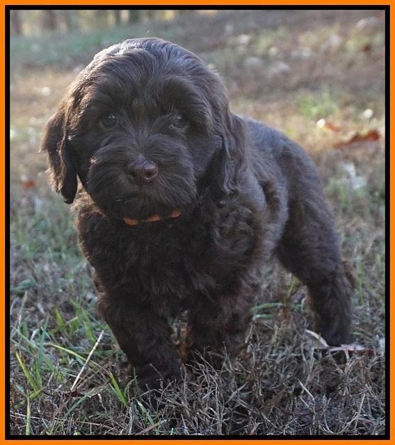 Cherie Flicker Reecey pups 7 wks old 251