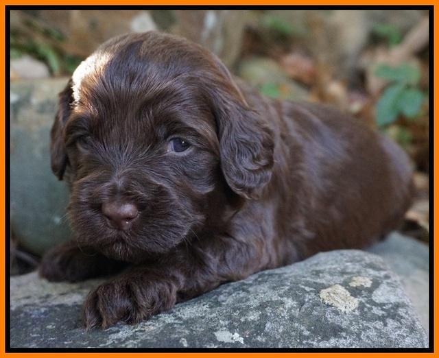 Cherie Flicker pups 3 wks old 101