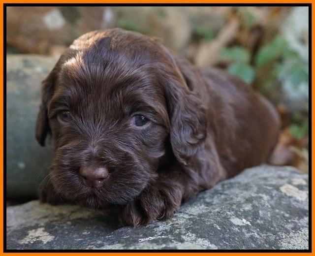 Cherie Flicker pups 3 wks old 91