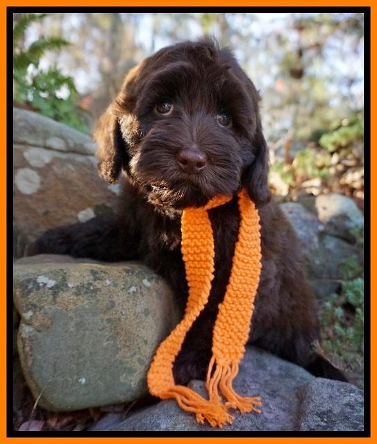 Cherie Flicker pups 8 wks old 181