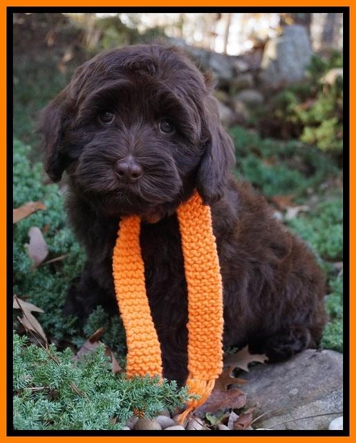 Cherie Flicker pups 8 wks old 221