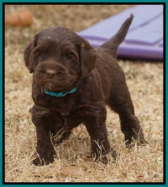 Cherie Ficker Reecey pups 5 wks old 241