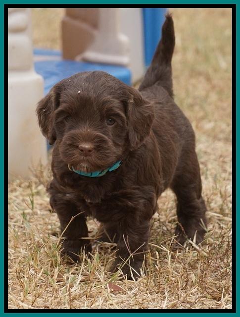 Cherie Ficker Reecey pups 5 wks old 251