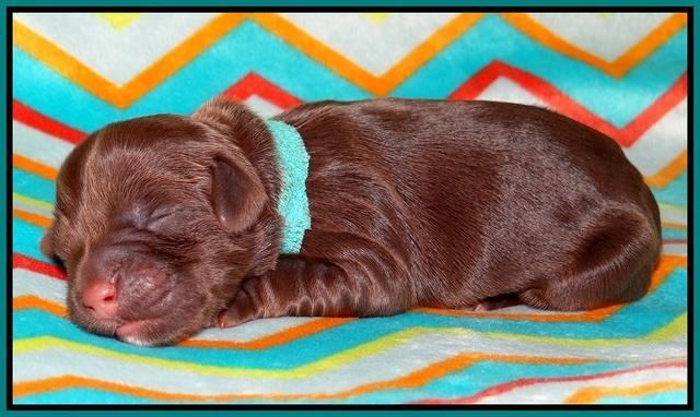 Cherie Flicker Reecey newborn 121