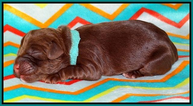 Cherie Flicker Reecey newborn 131