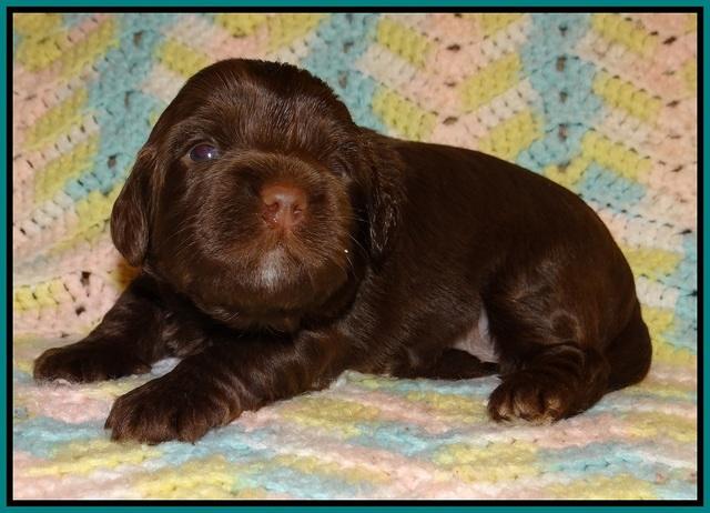 Cherie Flicker Reecey pups 2 wks old 141