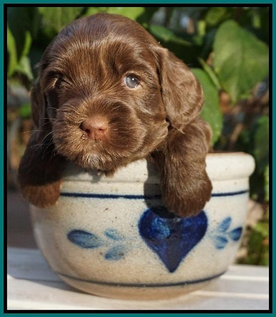 Cherie Flicker Reecey pups 4 wks old 271