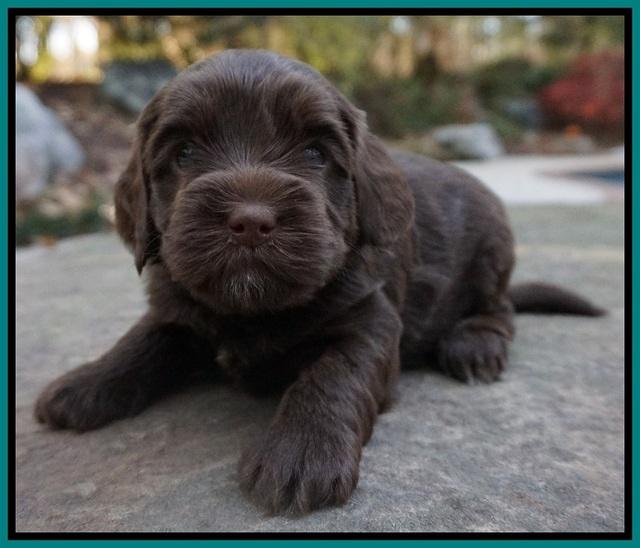 Cherie Flicker Reecey pups 4 wks old 291