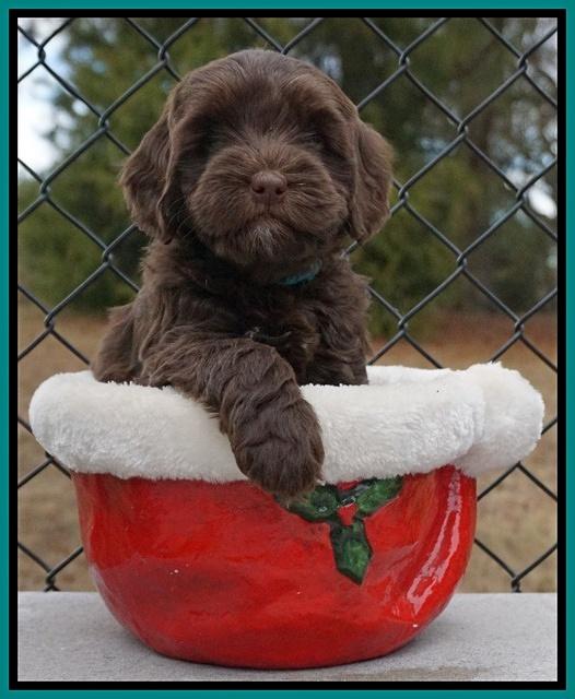 Cherie Flicker Reecey pups 6 wks old241