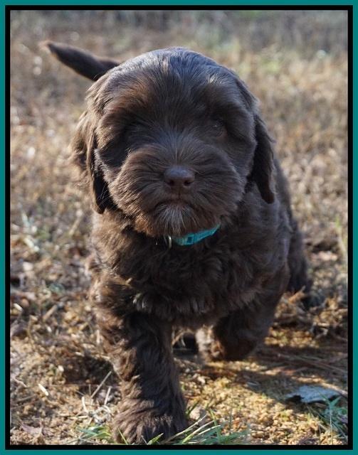 Cherie Flicker Reecey pups 7 wks old 301