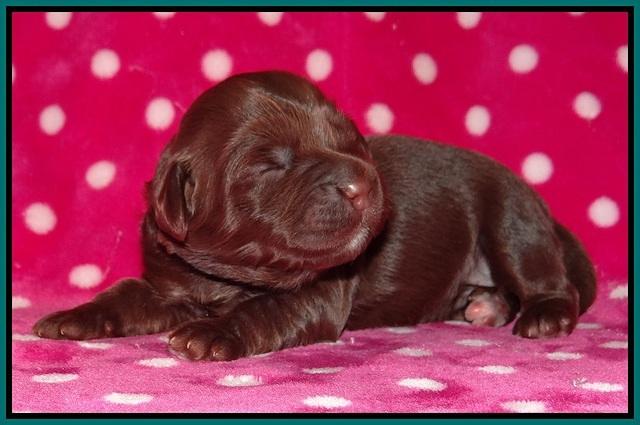 Cherie Flicker pups 1 wk old 161