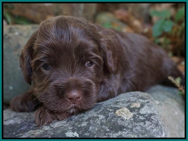 Cherie Flicker pups 3 wks old 121