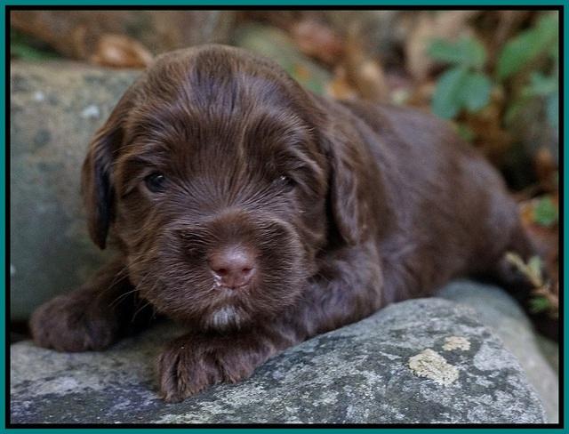 Cherie Flicker pups 3 wks old 131
