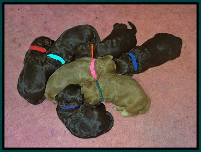 Cherie Flicker Reecey pups 2 wks old 151