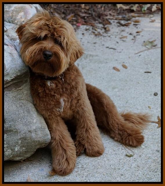 Parson 7 months old...11