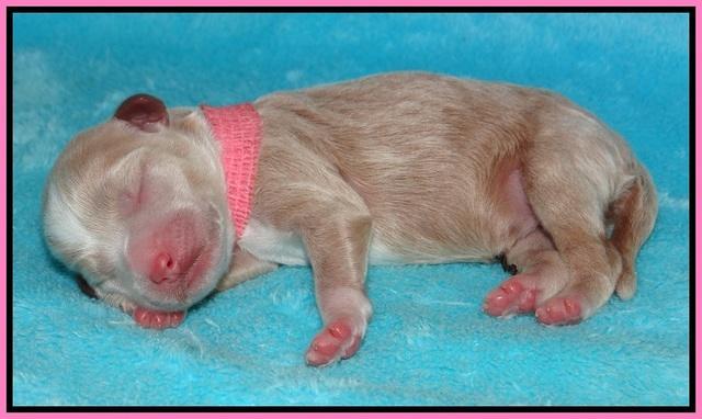 Jetta Parson newborn pups 11